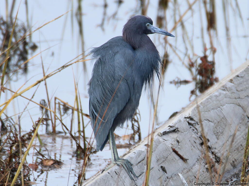Little Blue Heron (Egretta caerulea) - Adult