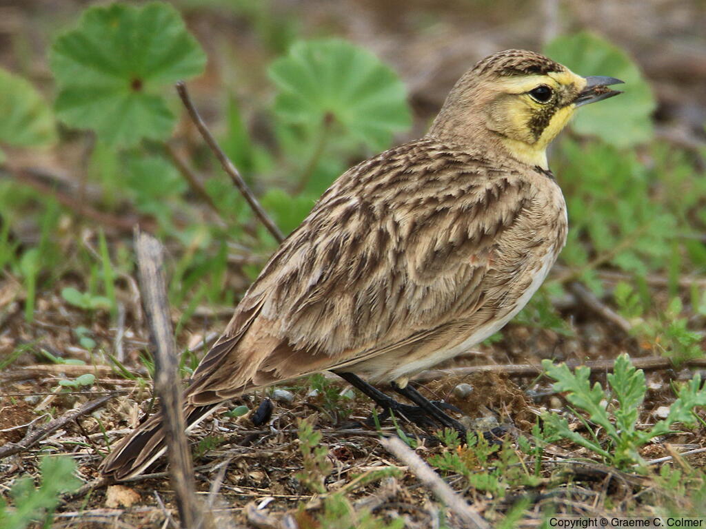 Horned Lark (Eremophila alpestris) - Immature male