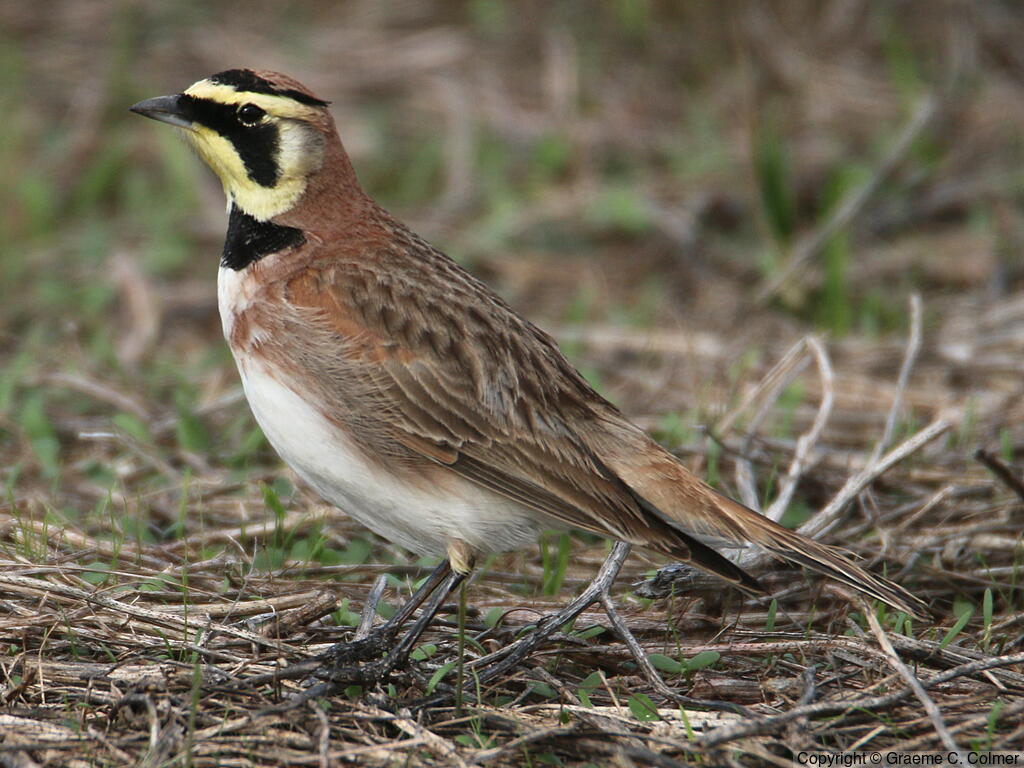Horned Lark (Eremophila alpestris) - Adult male