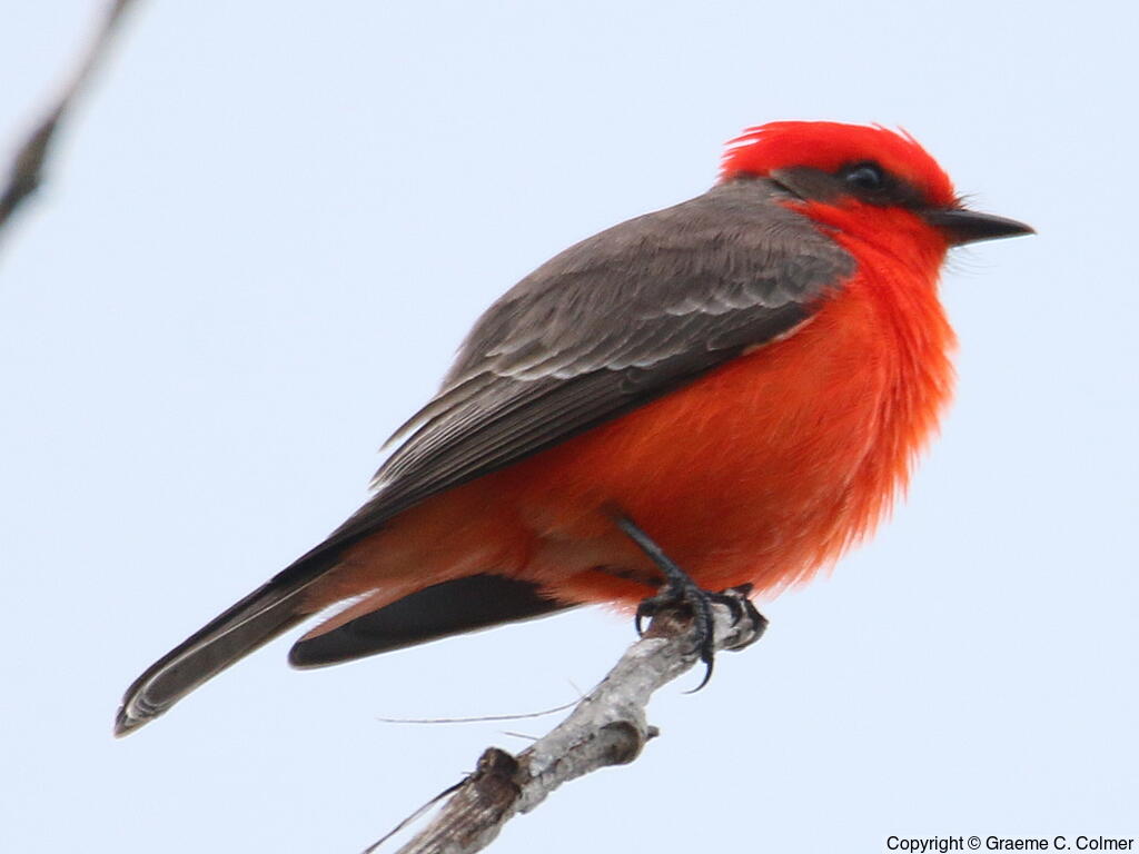 Vermilion Flycatcher (Pyrocephalus rubinus) - Adult male