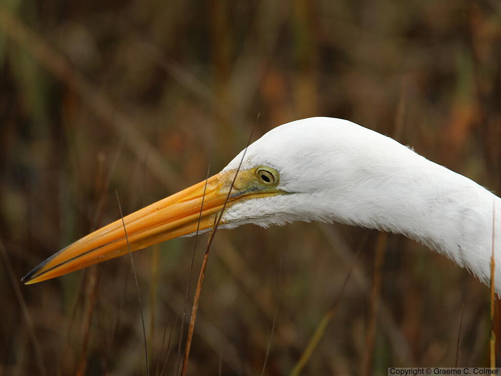 Great Egret (Ardea alba) - Adult