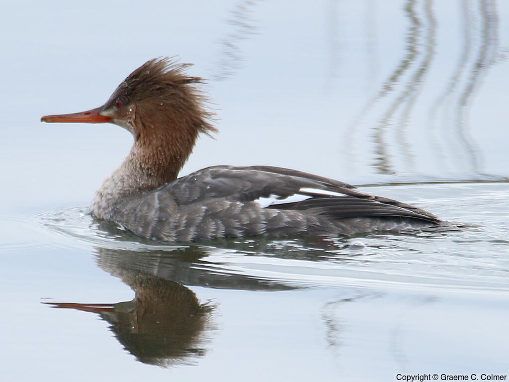 Red-breasted Merganser (Mergus serrator) - Adult female