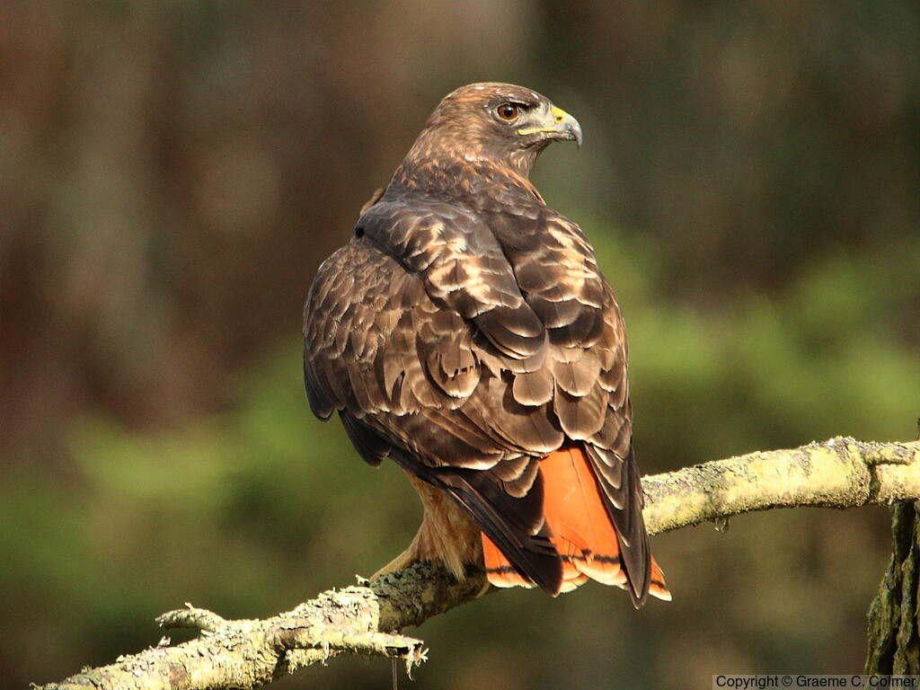 Red-tailed Hawk (Buteo jamaicensis) - Adult (calurus/alascensis)