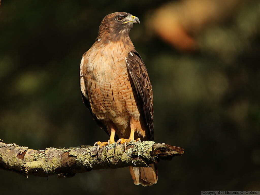 Red-tailed Hawk (Buteo jamaicensis) - Adult (calurus/alascensis)