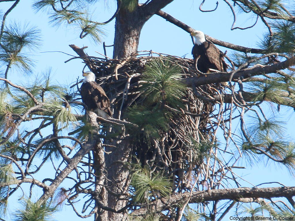 Bald Eagle (Haliaeetus leucocephalus) - Adults on nest