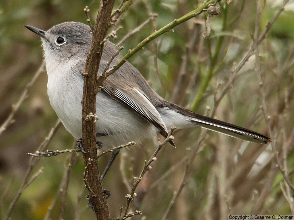 Blue-gray Gnatcatcher (Polioptila caerulea) - Breeding Male