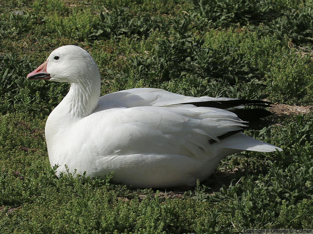Snow Goose (Anser caerulescens) - Adult (white morph)