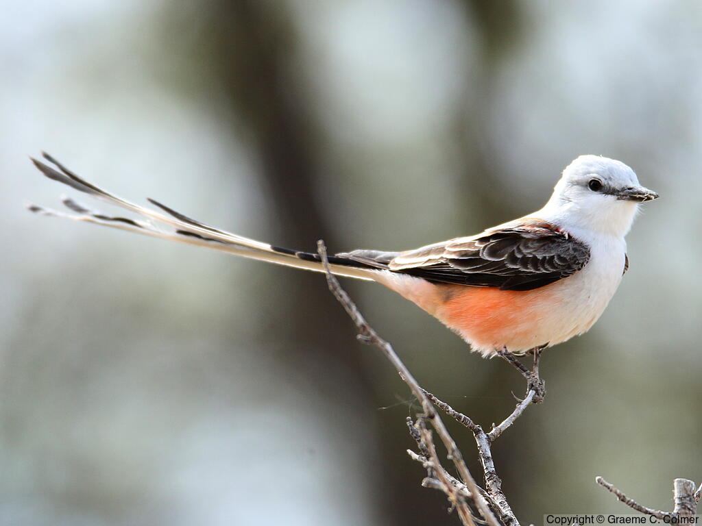 Scissor-tailed Flycatcher (Tyrannus forficatus) - Adult