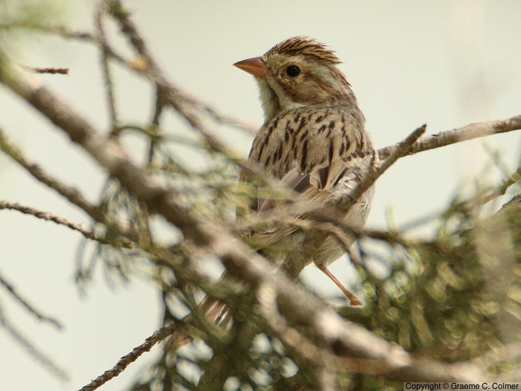 Clay-colored Sparrow (Spizella pallida) - Non-breeding adult
