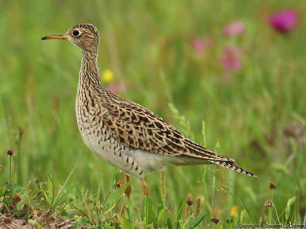 Upland Sandpiper (Bartramia longicauda) - Adult
