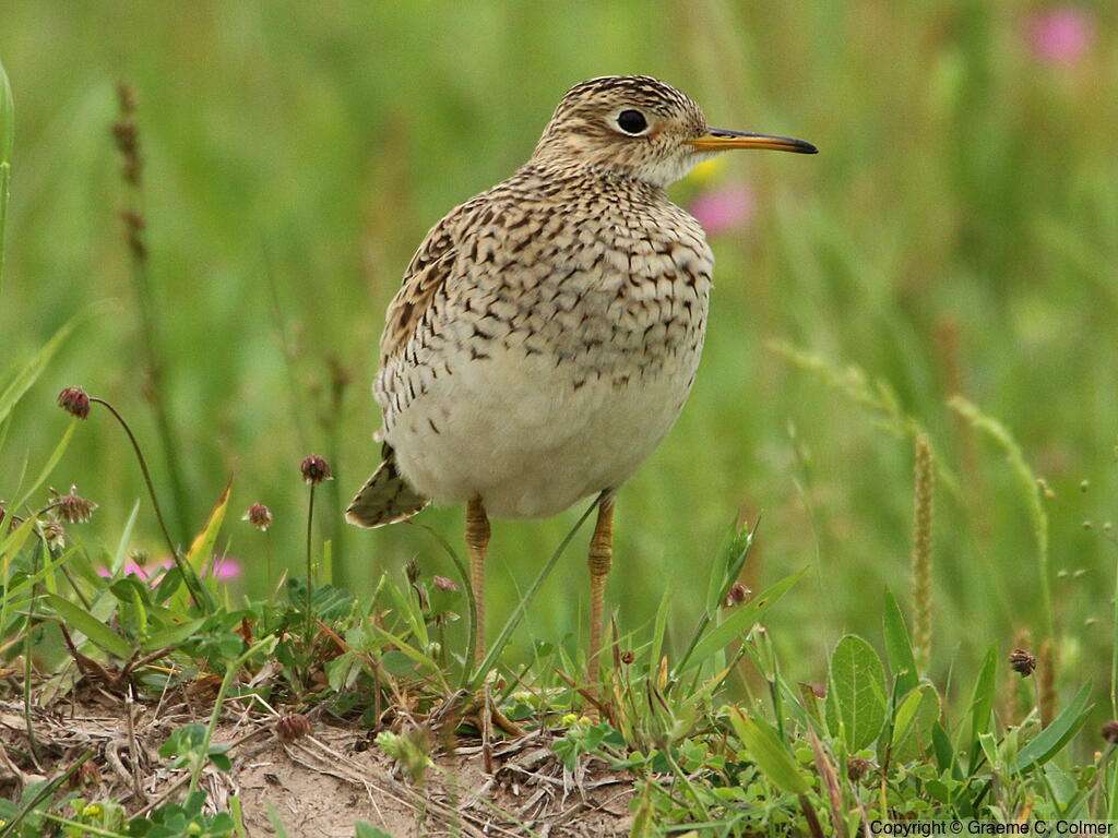 Upland Sandpiper (Bartramia longicauda) - Adult
