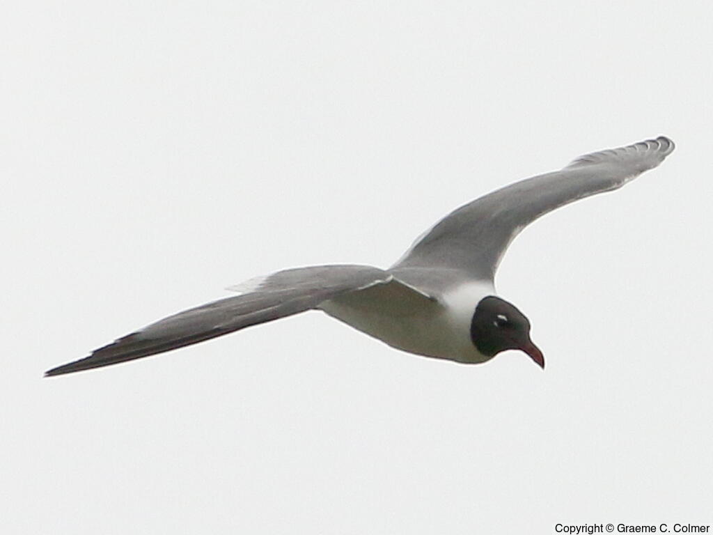 Laughing Gull (Leucophaeus atricilla) - Breeding adult