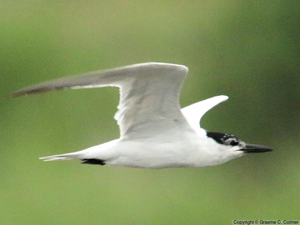 Gull-billed Tern (Gelochelidon nilotica) - Nonbreeding adult