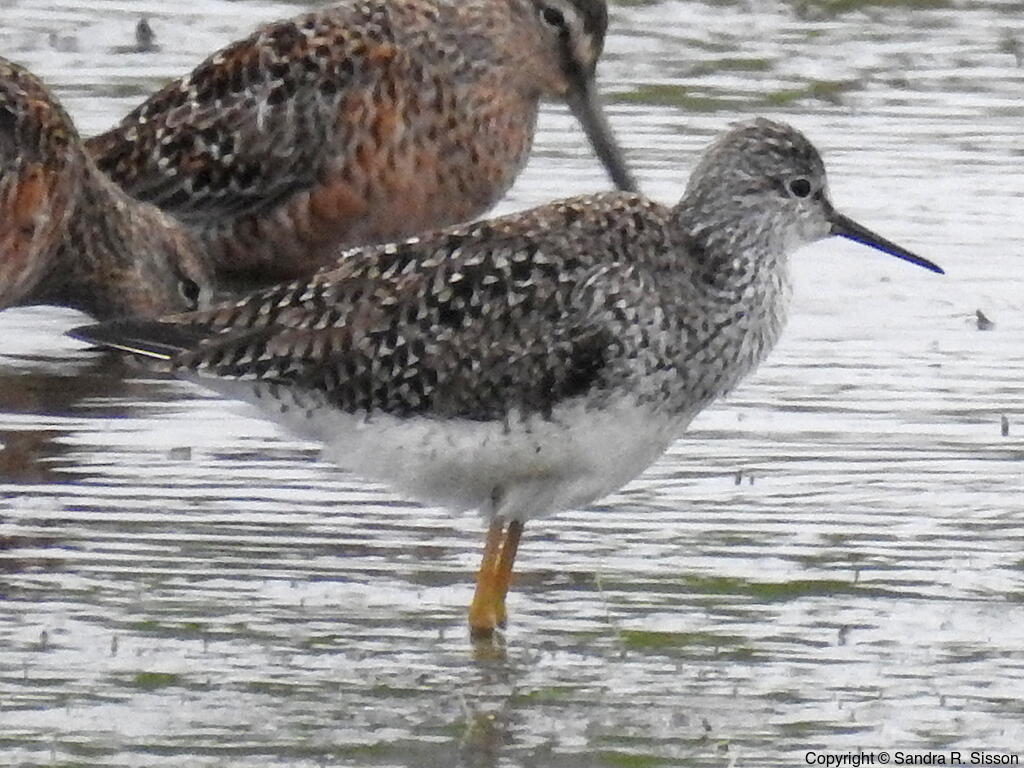 Lesser Yellowlegs (Tringa flavipes) - Adult