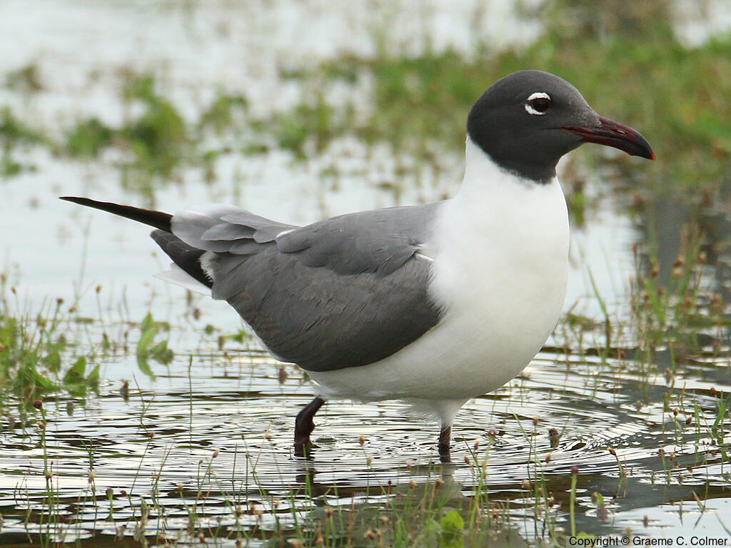 Laughing Gull (Leucophaeus atricilla) - Breeding adult