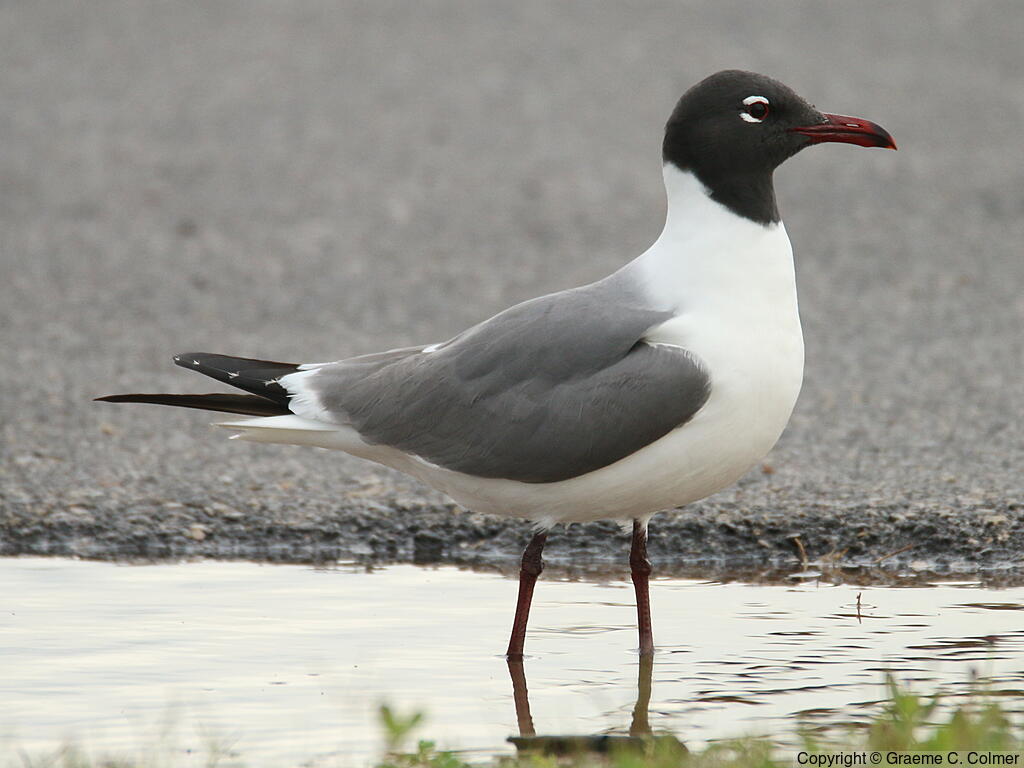 Laughing Gull (Leucophaeus atricilla) - Breeding adult
