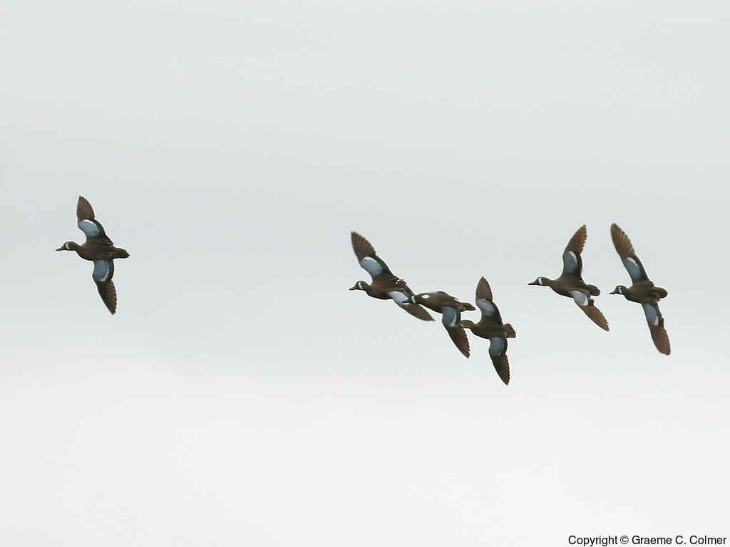 Blue-winged Teal (Spatula discors) - Flock