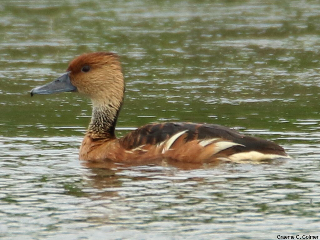 Fulvous Whistling-Duck (Dendrocygna bicolor) - Adult