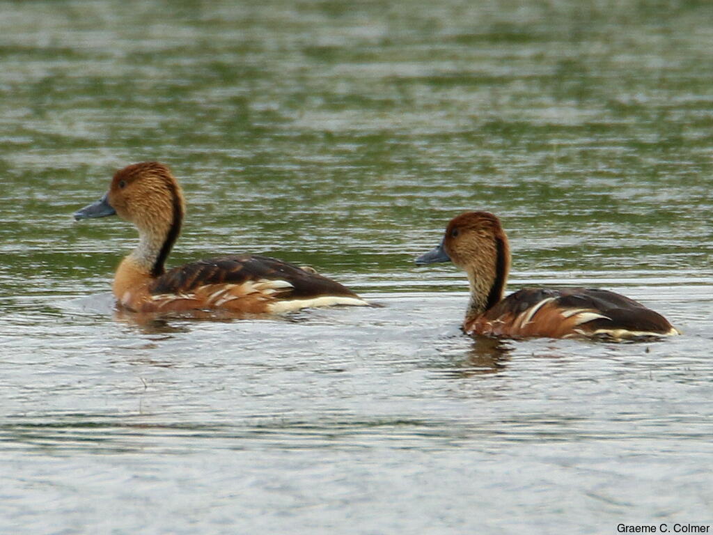 Fulvous Whistling-Duck (Dendrocygna bicolor) - Adults