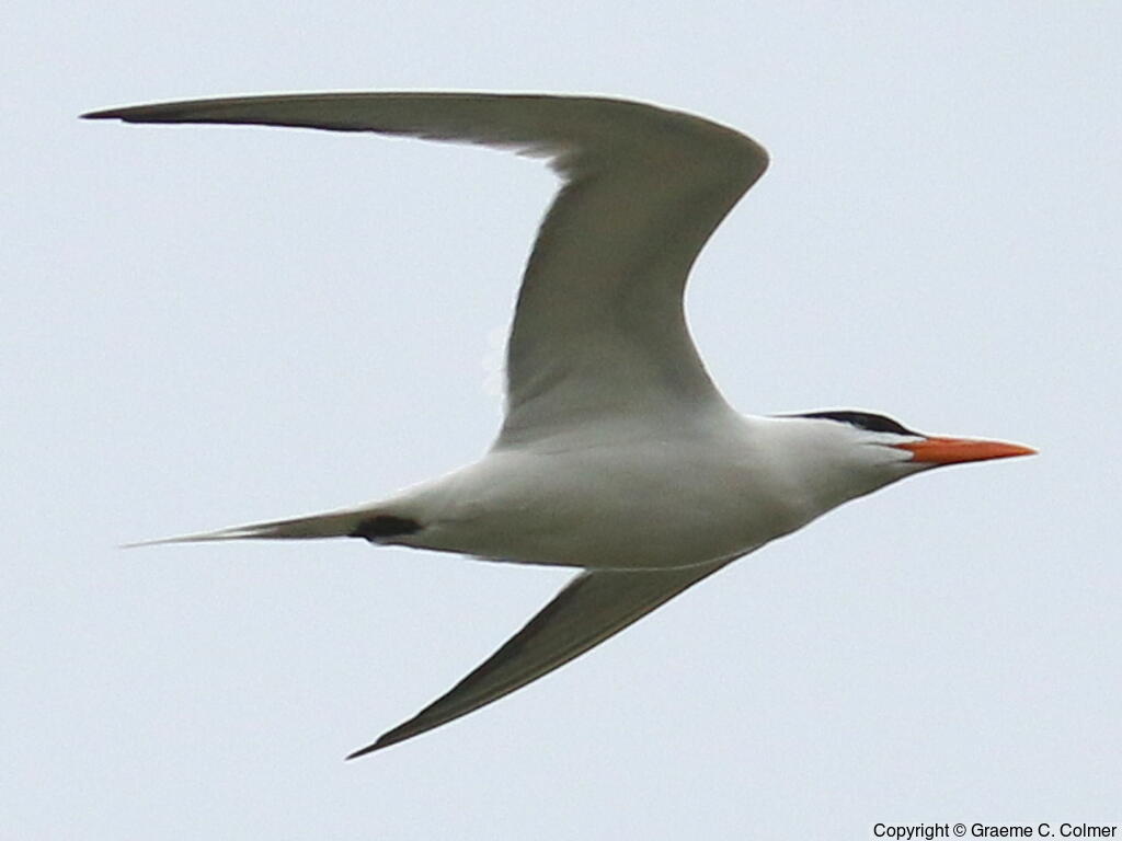 Royal Tern (Thalasseus maximus) - Breeding adult