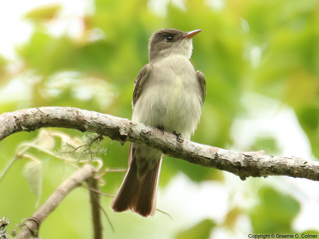 Eastern Wood-Pewee (Contopus virens) - Adult