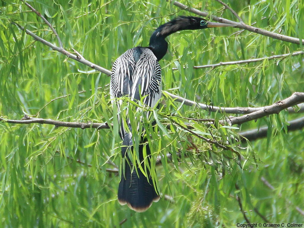 Anhinga (Anhinga anhinga) - Adult male