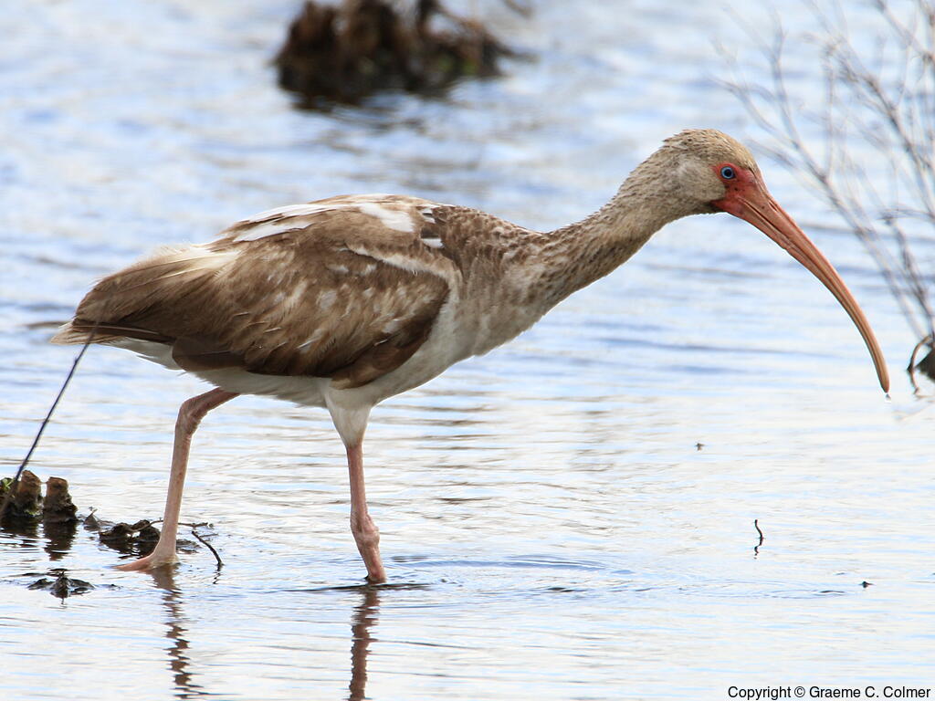 White Ibis (Eudocimus albus) - Immature