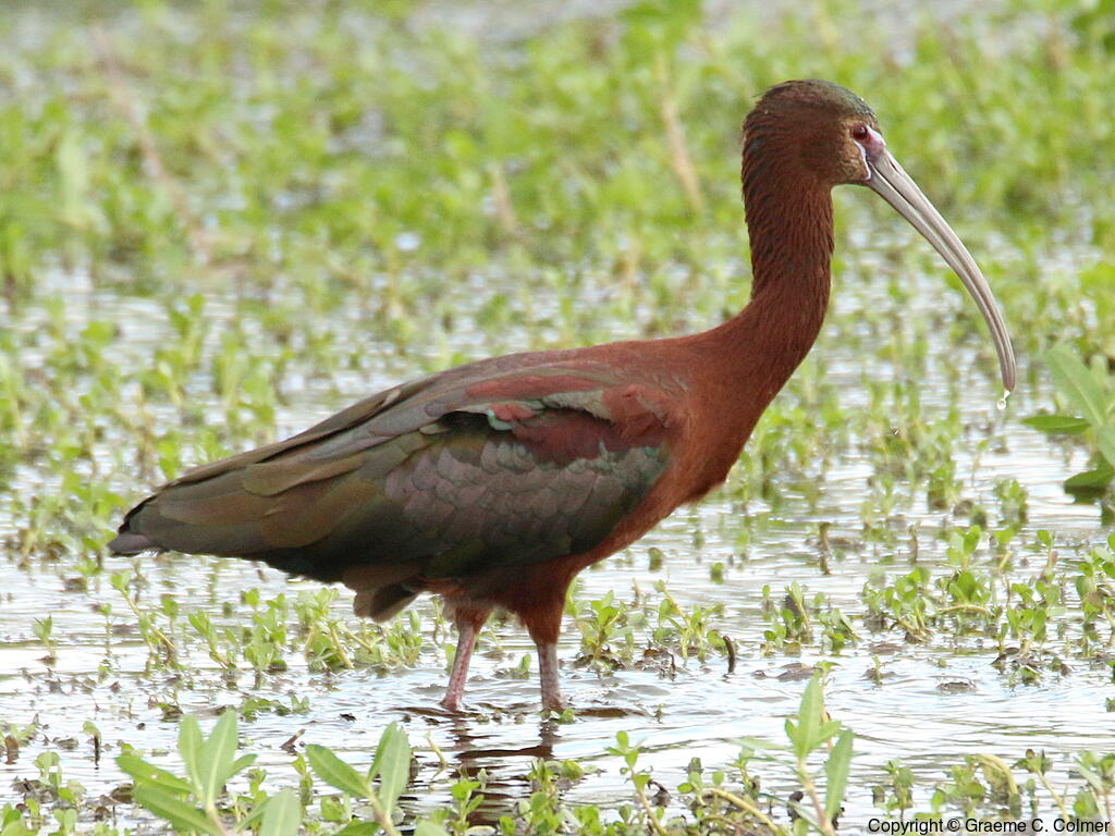 White-faced Ibis (Plegadis chihi) - Breeding adult