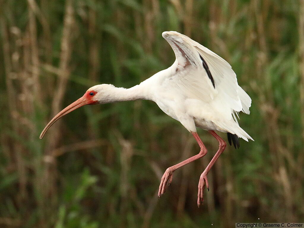 White Ibis (Eudocimus albus) - Adult