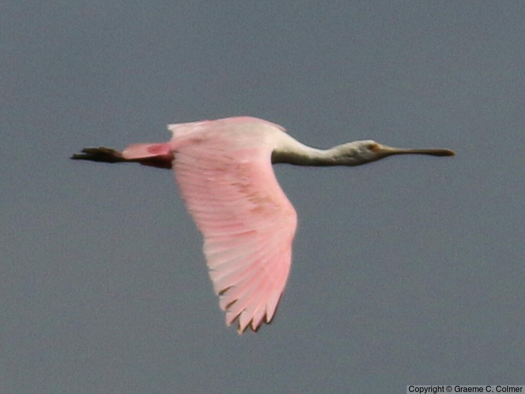Roseate Spoonbill (Platalea ajaja) - Adult