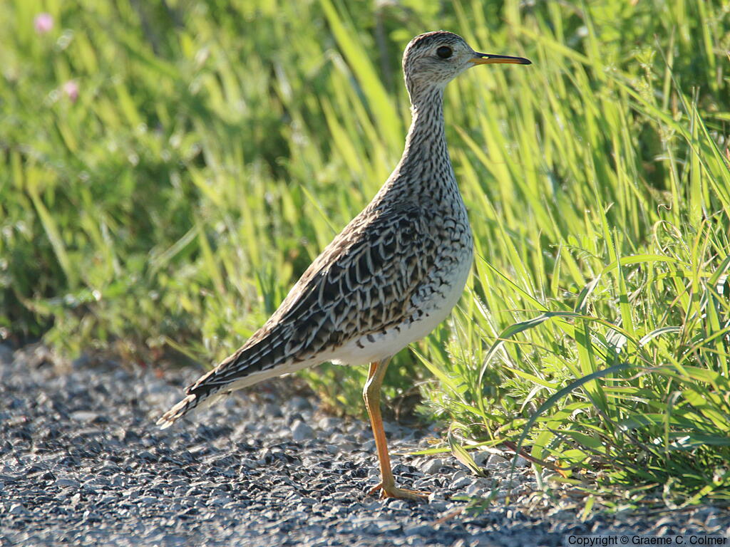 Upland Sandpiper (Bartramia longicauda) - Adult