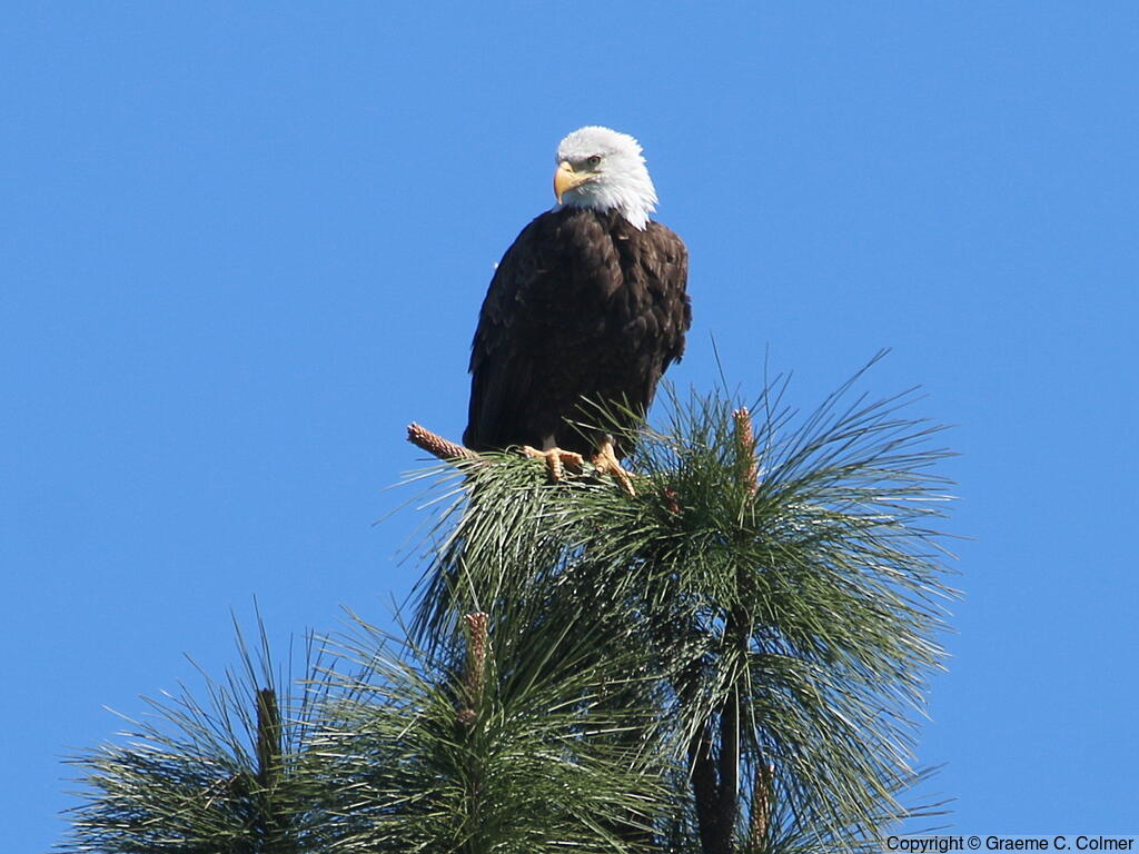 Bald Eagle (Haliaeetus leucocephalus) - Adult