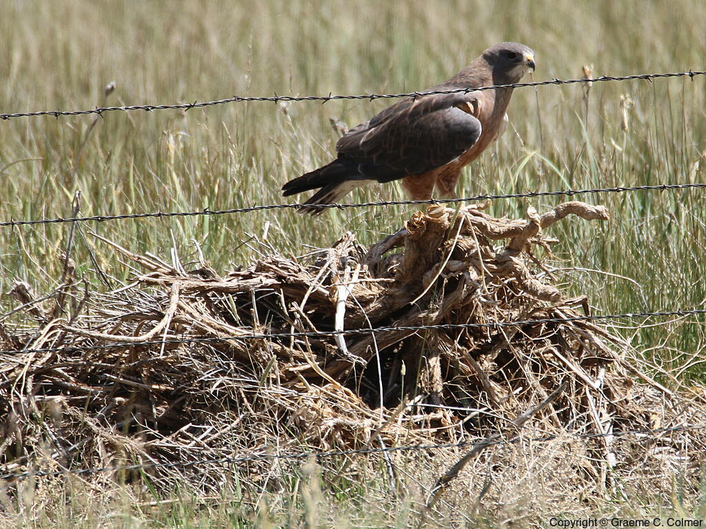 Swainson's Hawk (Buteo swainsoni) - Adult on nest