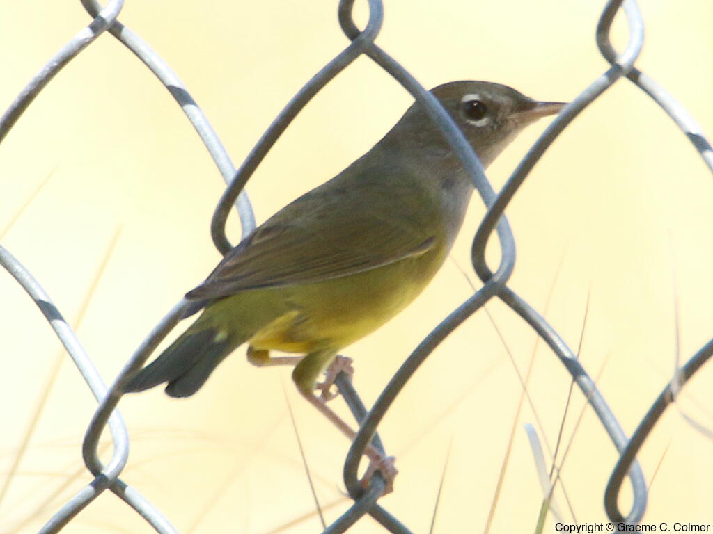 MacGillivray's Warbler (Geothlypis tolmiei) - Female/immature