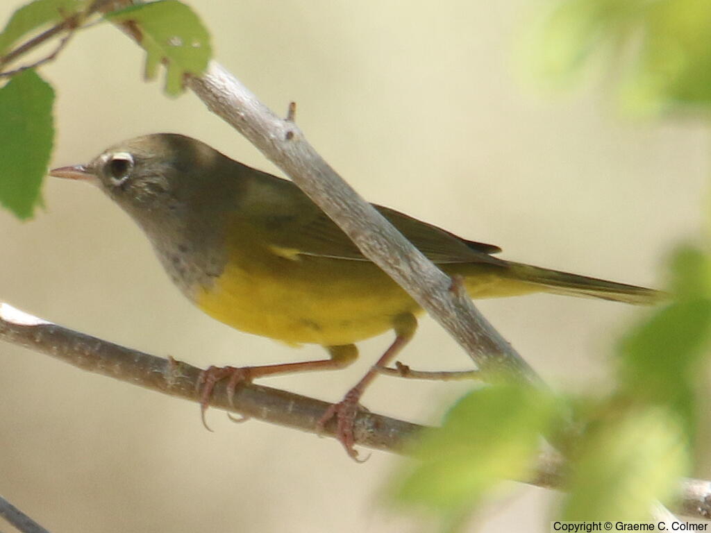 MacGillivray's Warbler (Geothlypis tolmiei) - Female/immature