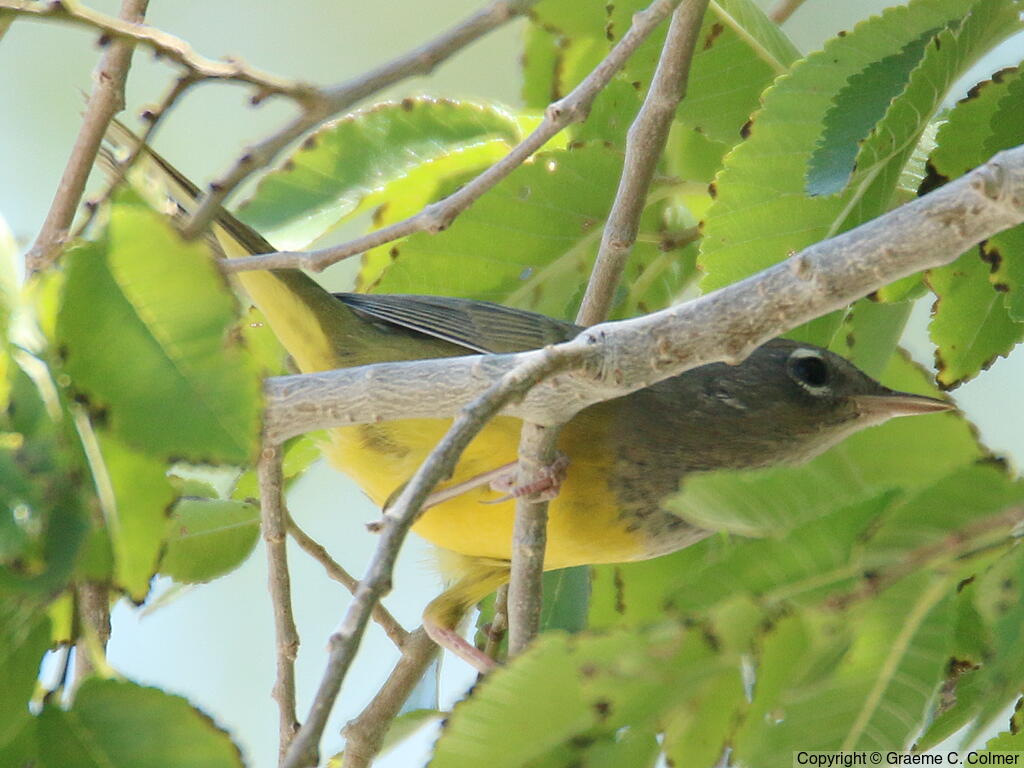 MacGillivray's Warbler (Geothlypis tolmiei) - Female/immature