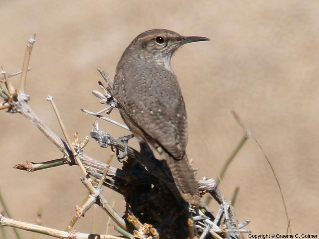 Rock Wren (Salpinctes obsoletus) - Adult (northern)