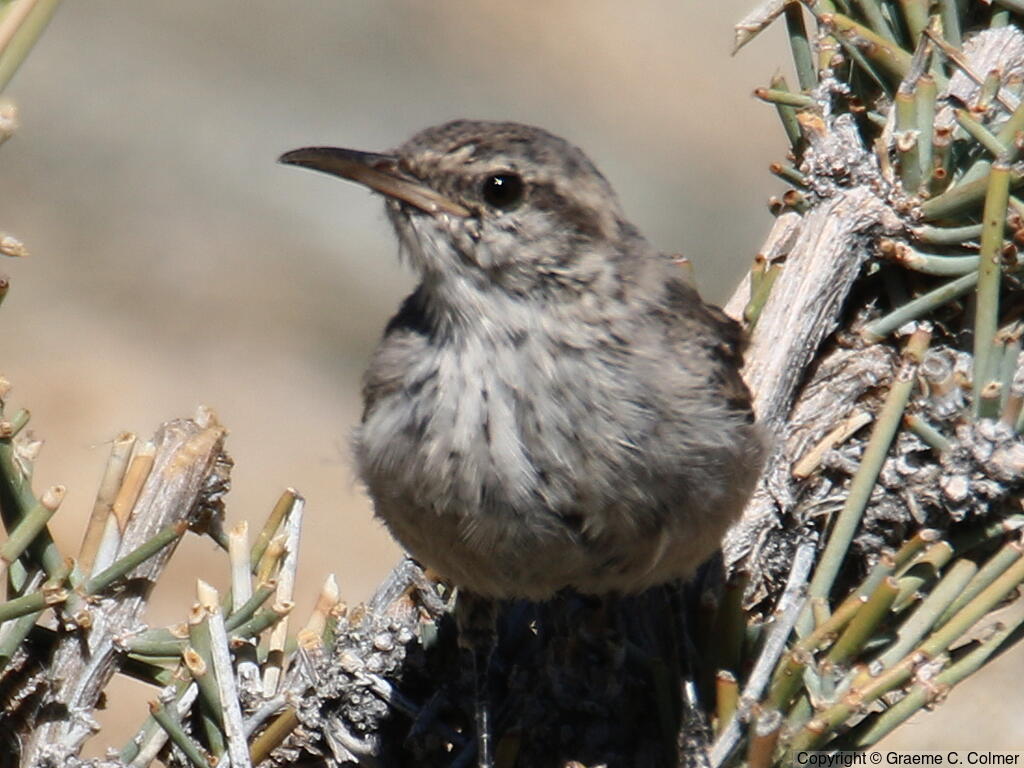 Rock Wren (Salpinctes obsoletus) - Adult (northern)