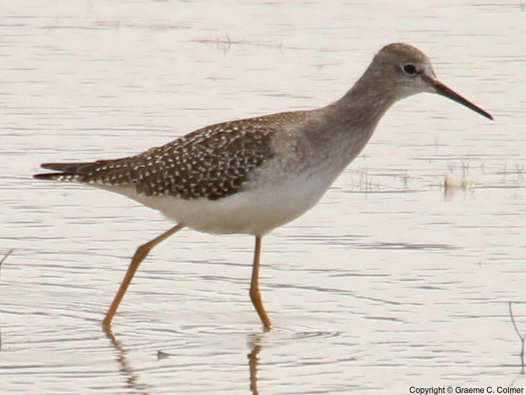 Lesser Yellowlegs (Tringa flavipes) - Adult