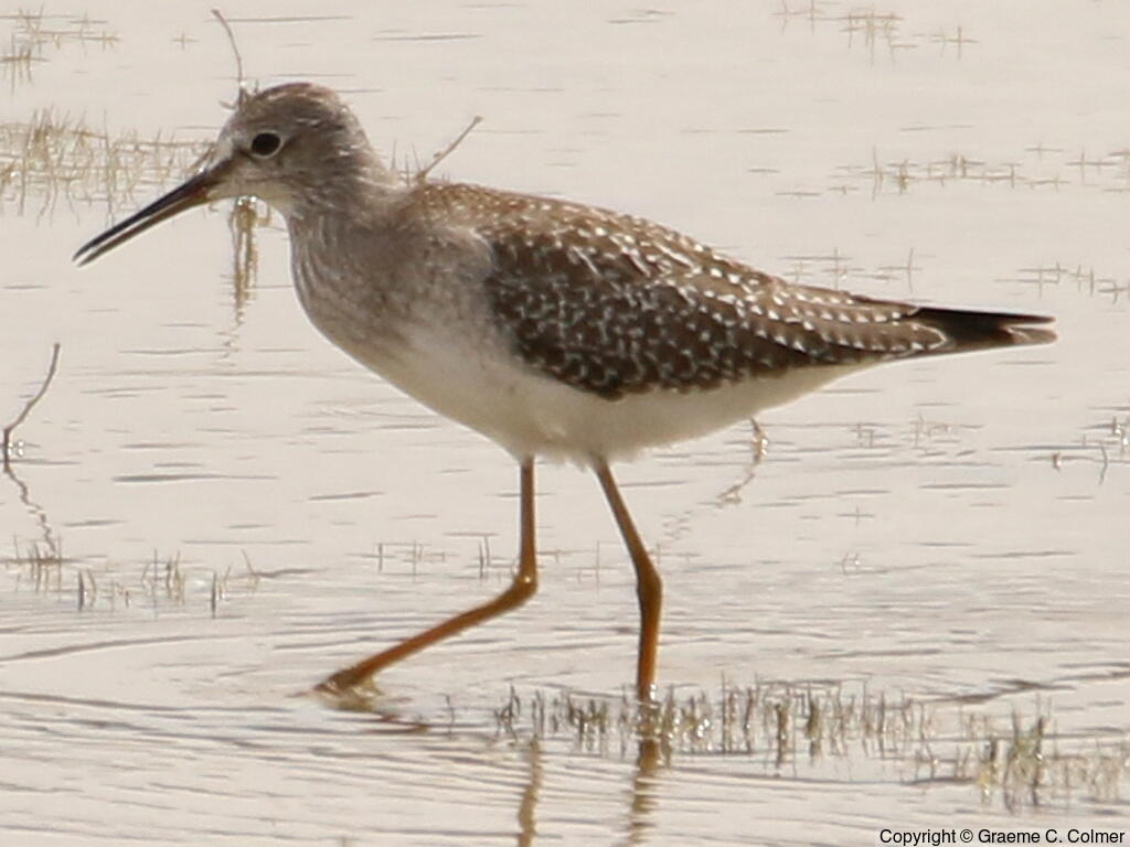 Lesser Yellowlegs (Tringa flavipes) - Adult