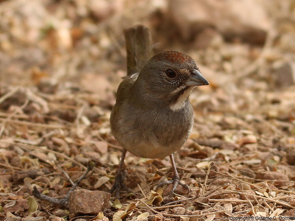 Green-tailed Towhee (Pipilo chlorurus) - Adult