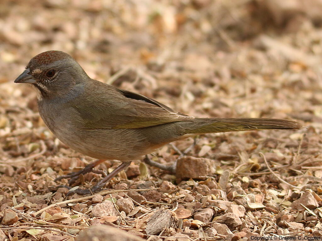 Green-tailed Towhee (Pipilo chlorurus) - Adult