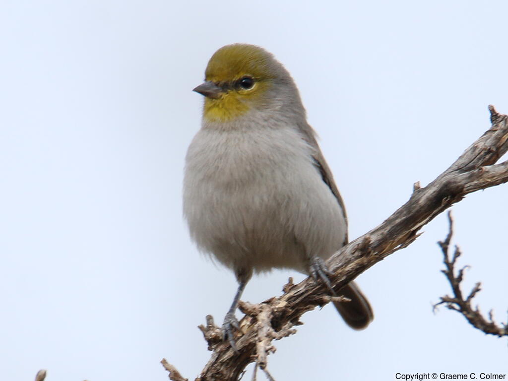 Verdin (Auriparus flaviceps) - Adult