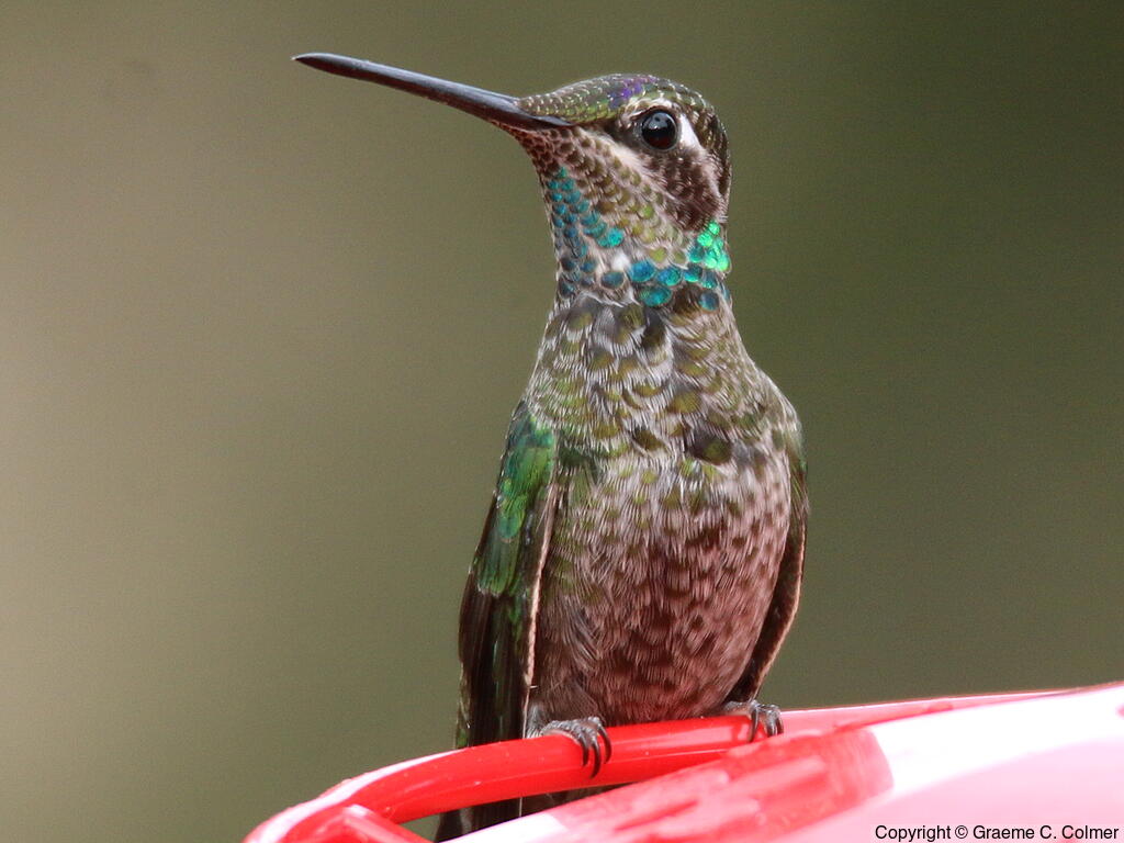 Rivoli's Hummingbird (Eugenes fulgens) - Immature male