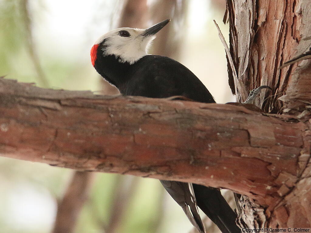 White-headed Woodpecker (Leuconotopicus albolarvatus) - Adult male