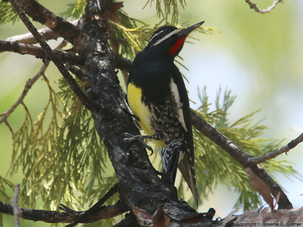 Williamson's Sapsucker (Sphyrapicus thyroideus) - Adult male