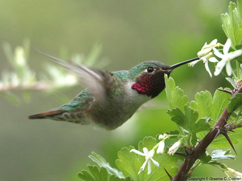Broad-tailed Hummingbird (Selasphorus platycercus) - Adult male