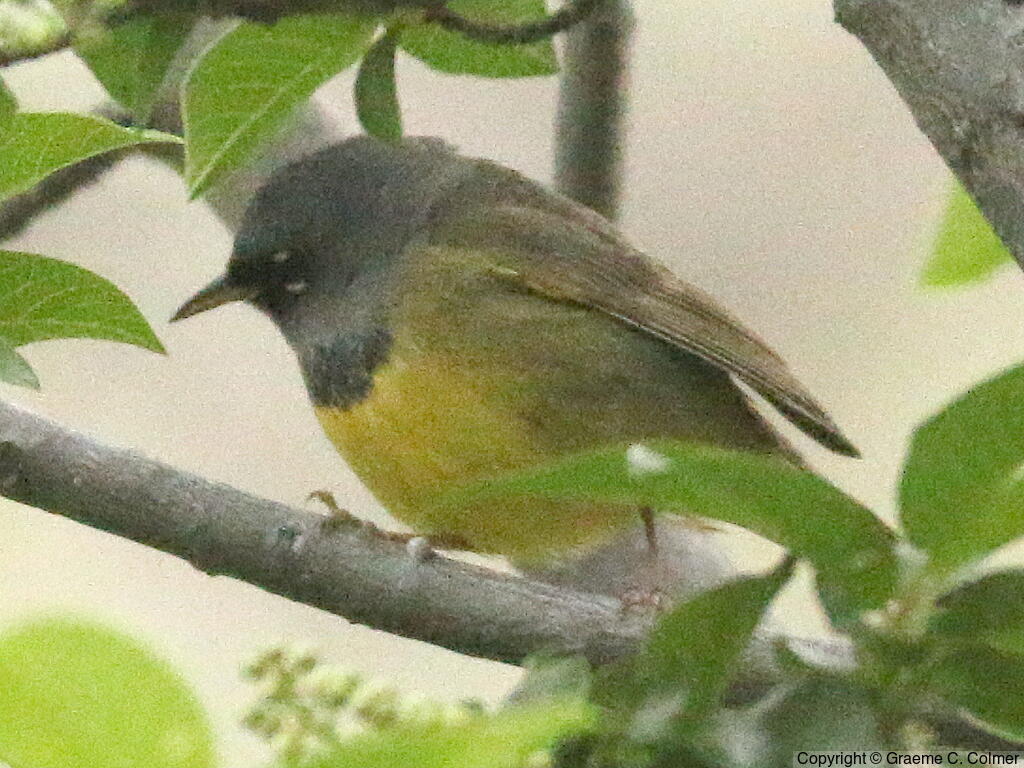 MacGillivray's Warbler (Geothlypis tolmiei) - Adult male