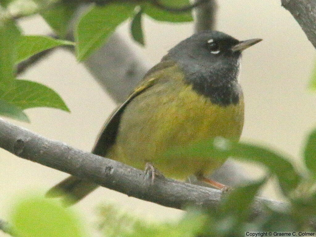 MacGillivray's Warbler (Geothlypis tolmiei) - Adult male