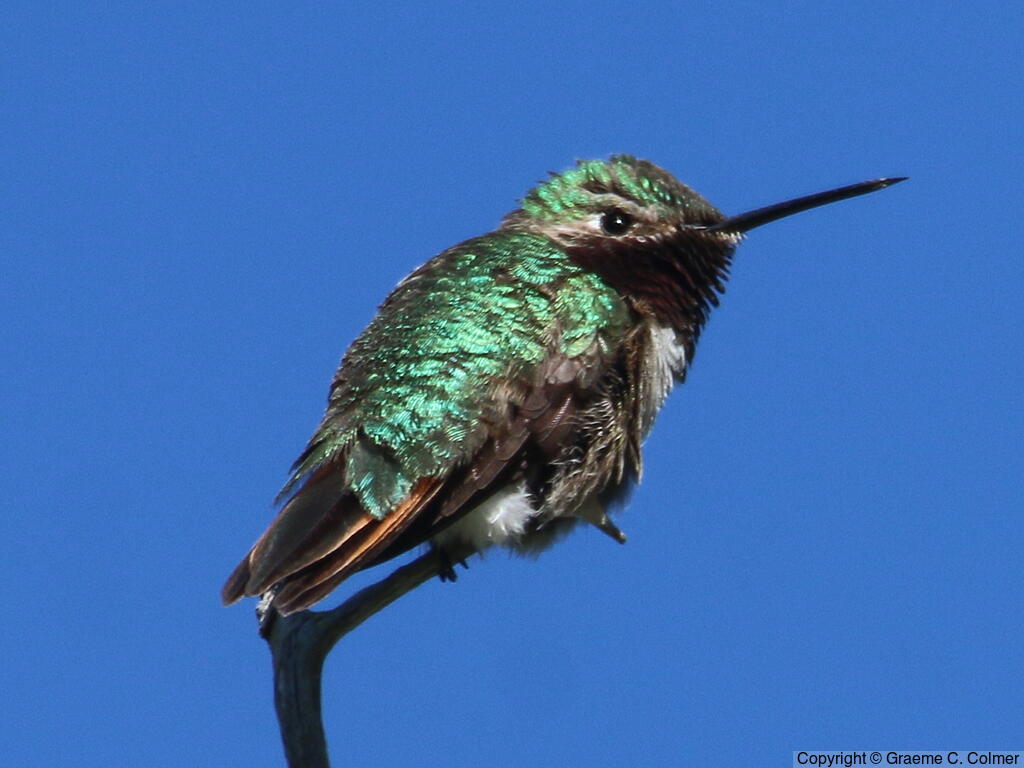 Broad-tailed Hummingbird (Selasphorus platycercus) - Adult male